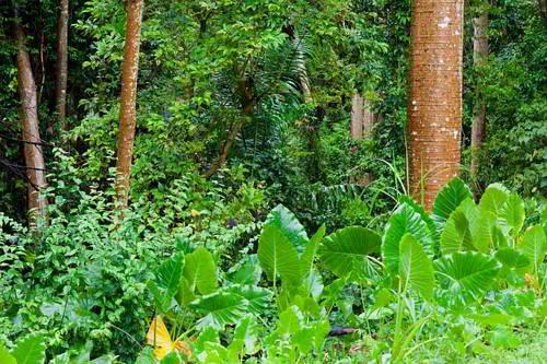 Самый большой лес в мире где. Примечательные деревья 01