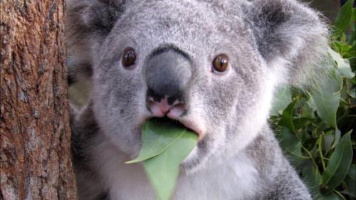 На грани исчезновения животные и растения. 06