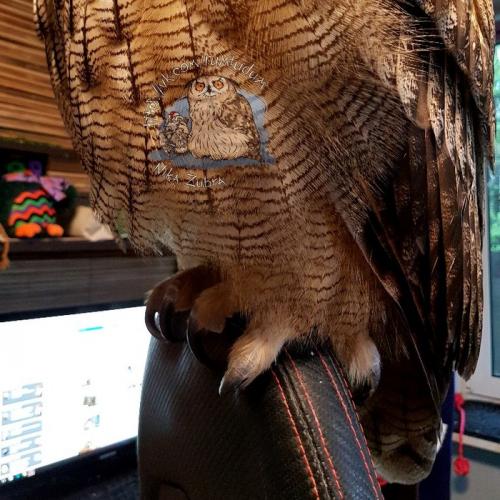 Длина ног совы. У совы лапки. Референс специально для любителей изображать сов