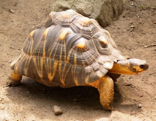 На грани исчезновения животные и растения. 18