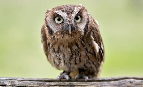 Совы зимой спят или нет. Анатомические особенности 15