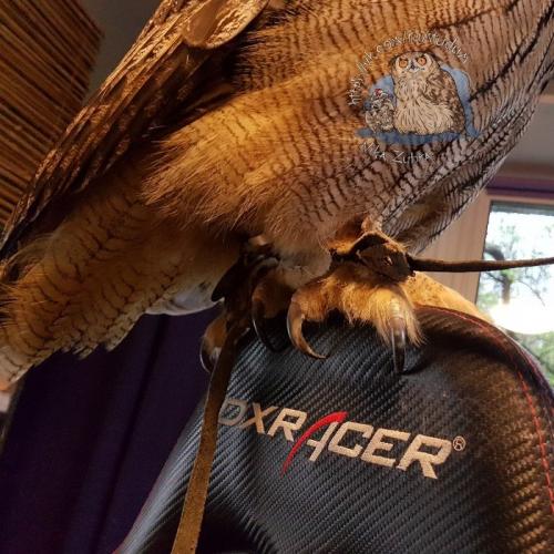 Длина ног совы. У совы лапки. Референс специально для любителей изображать сов