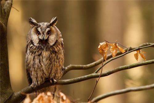 Земляная сова. Как выглядят совы