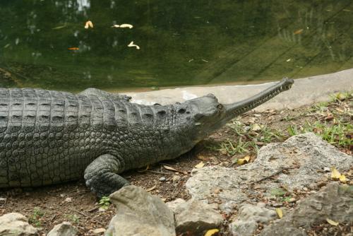 На грани исчезновения растения и животные. 15 необычных животных, которые находятся на грани вымирания