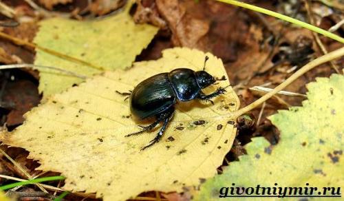 Вес жука навозника. Особенности и среда обитания