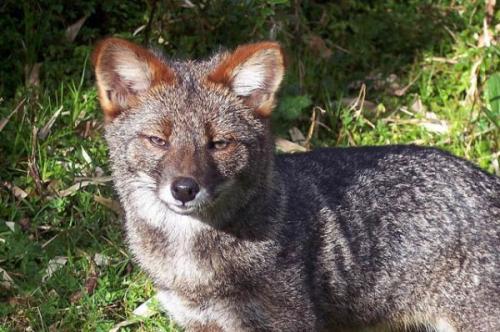 Животные на грани вымирания 2019. На грани исчезновения. 11 вымирающих видов животных