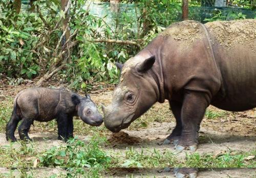 На грани исчезновения животные и растения. 21