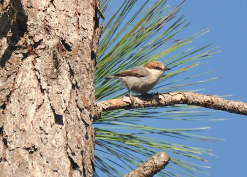 На грани исчезновения животные и растения. 12