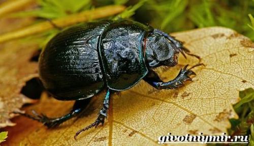 Вес жука навозника. Особенности и среда обитания