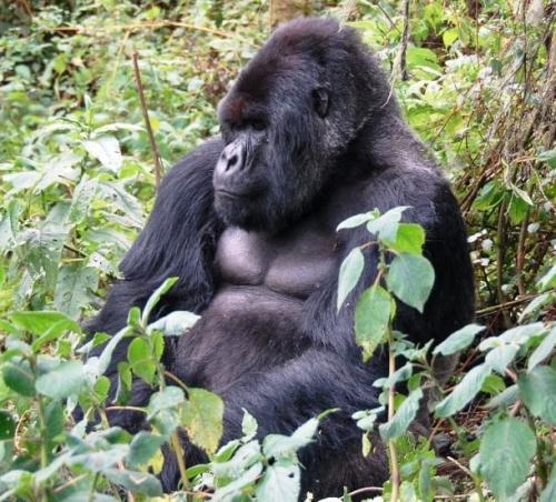 На грани исчезновения животные и растения. 22