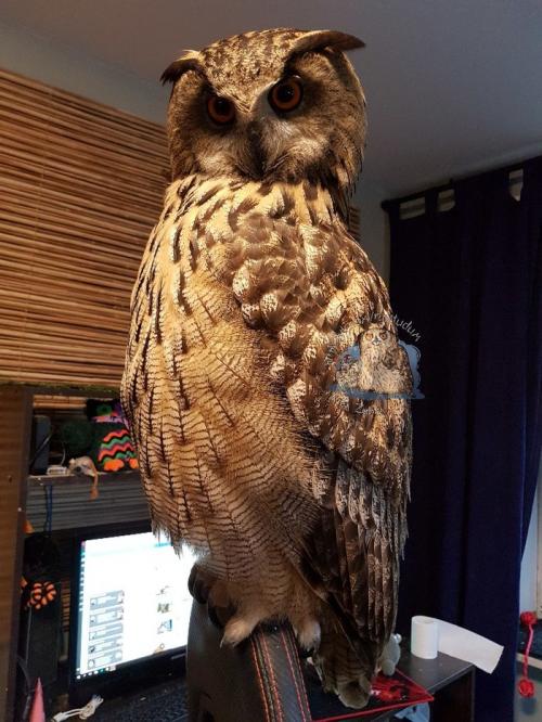 Длина ног совы. У совы лапки. Референс специально для любителей изображать сов