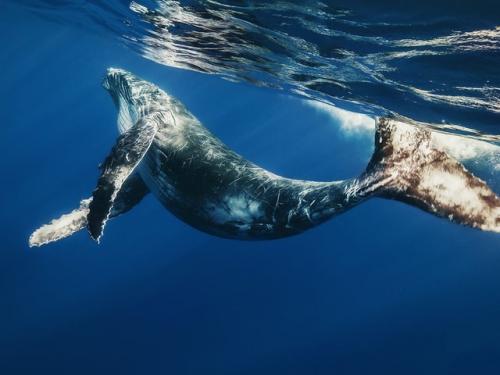 Зачем киту фонтан. Почему у кита бьет фонтан? 03