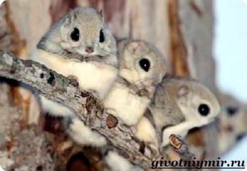 Белка летяга интересные факты. Интересные факты о летягах 02