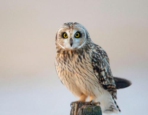 Маленькие совы виды. Внешний вид