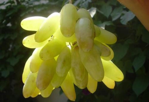 Самый мелкий виноград. Универсальные сорта винограда для красного вина 05