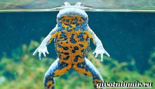 Ядовитые животные России лягушка жерлянка. Особенности и среда обитания жерлянки