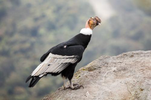 Самые хищные птицы. Самые большие хищные птицы (8 фото) 12