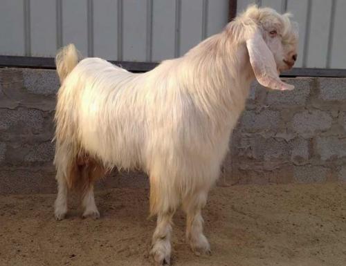 Новые виды животных выведенные человеком. 6 необычных животных, искусственно выведенных человеком