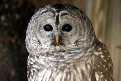 Улетают ли совы на зиму. Где и как живёт сова 25