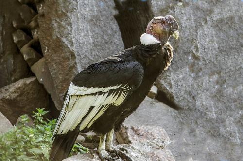 Андский кондор