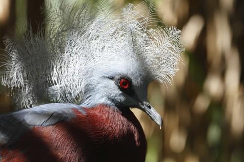 Птица красная название. Самая красочная порода голубиных — Венценосный голубь