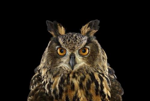 Улетают ли совы на зиму. Где и как живёт сова 11