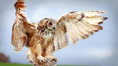 Улетают ли совы на зиму. Где и как живёт сова 20