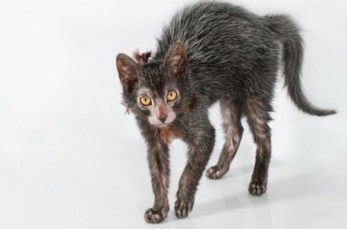 Новые виды животных выведенные человеком. 6 необычных животных, искусственно выведенных человеком