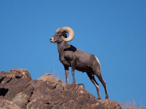 Животное которое занесено в красную книгу. Животные из Красной Книги России