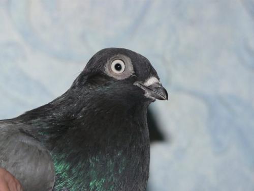 Новые виды животных выведенные человеком. 6 необычных животных, искусственно выведенных человеком