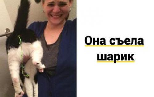 Разновидности совы. 10 выдающихся сов, которых надо знать в лицо