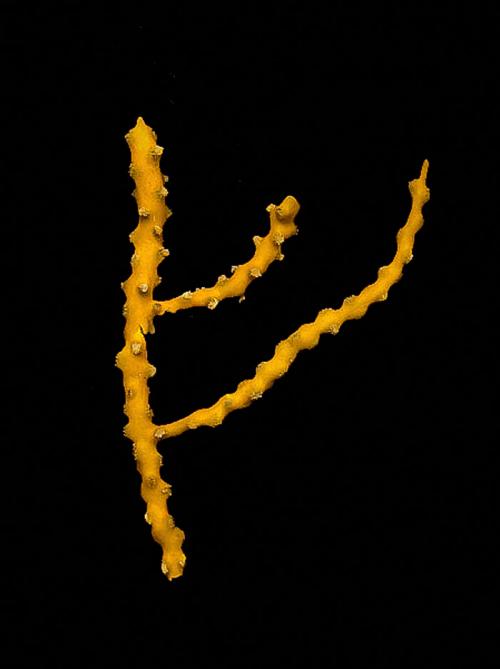 Новые виды животных 2019. Фотографии новых и необычных видов животных, открытых в 2019 году