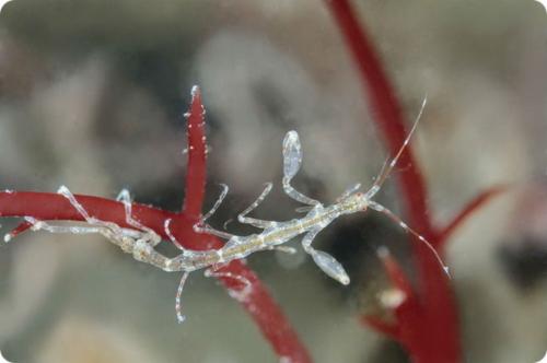 Новые виды животных 2020. 