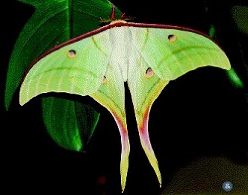 Интересное про обоняние у человека и животного. Факты о запахах и обонянии