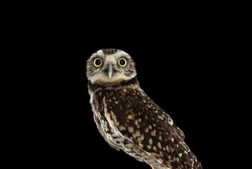 Улетают ли совы на зиму. Где и как живёт сова 07