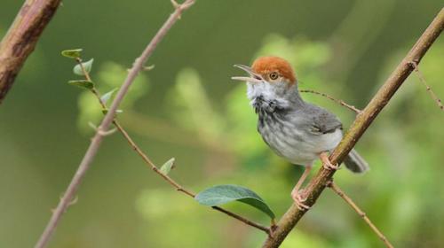 Новые виды животных 2020. 