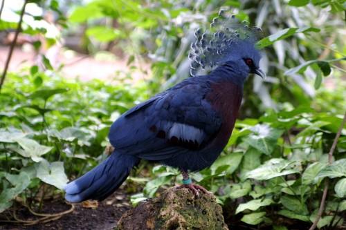 Птица красная название. Самая красочная порода голубиных — Венценосный голубь