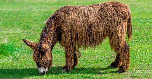 Новые виды животных выведенные человеком. 6 необычных животных, искусственно выведенных человеком