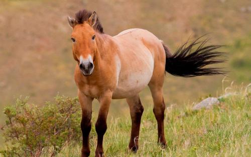 Растения и животные на грани исчезновения. Проблема вымирания животных в России