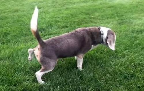 Разновидности совы. 10 выдающихся сов, которых надо знать в лицо