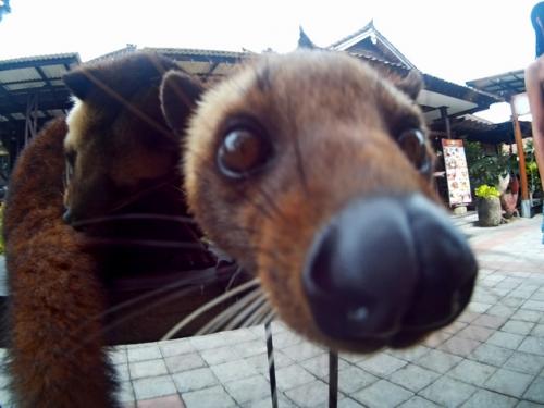 Животное которое ест кофейные зерна. Кто такой зверек лювак