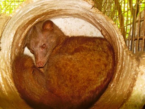 Животное которое ест кофейные зерна. Кто такой зверек лювак