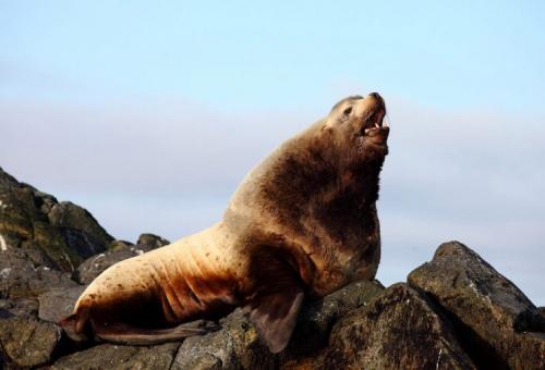 Животное которое занесено в красную книгу. Животные из Красной Книги России