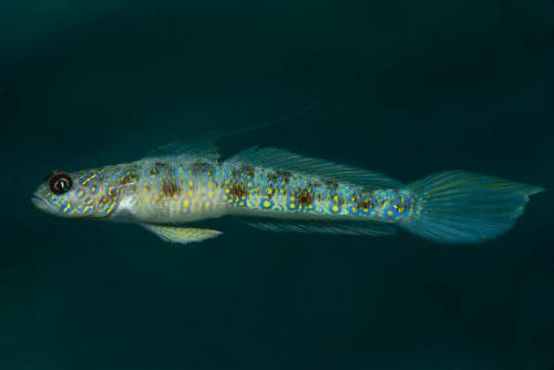 Новые виды животных 2019. Фотографии новых и необычных видов животных, открытых в 2019 году