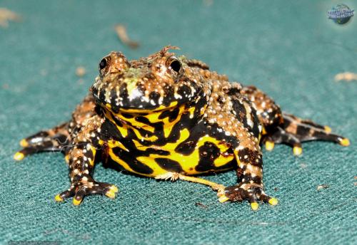 10 самых ядовитых животных в России. Топ 8 ядовитых существ, которые водятся только в России