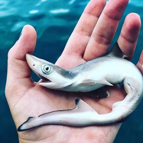 Новые виды животных 21 века. Топ 6 недавно открытых видов животных, которые пока ещё мало кто видел