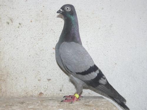 Новые виды животных выведенные человеком. 6 необычных животных, искусственно выведенных человеком