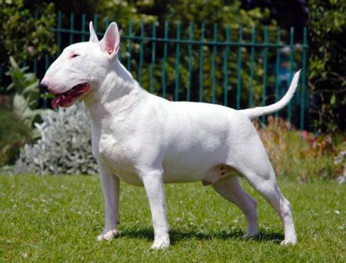 Новые виды животных выведенные человеком. 6 необычных животных, искусственно выведенных человеком