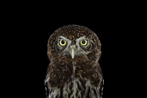 Улетают ли совы на зиму. Где и как живёт сова 12