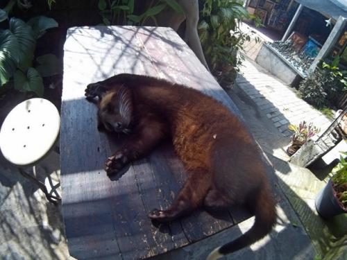 Животное которое ест кофейные зерна. Кто такой зверек лювак